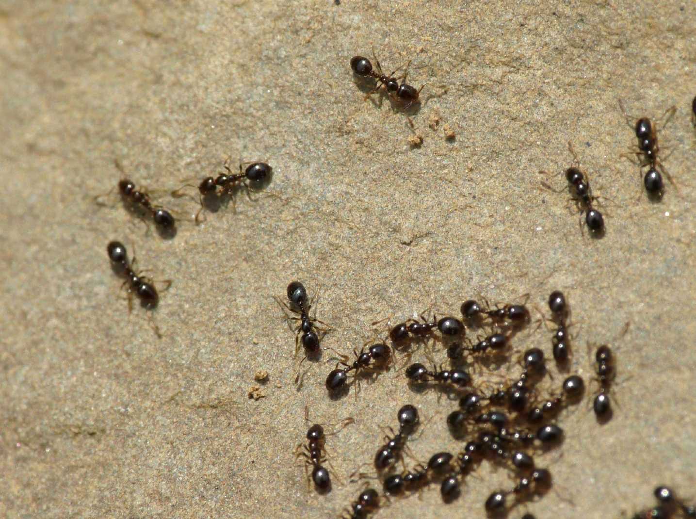 Formiche minuscole: Monomorium monomorium